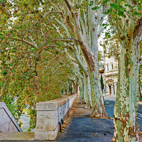 On the banks of the Tiber (mbv-07061-100x100)